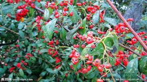 果果红图片,探寻自然之美与色彩魅力