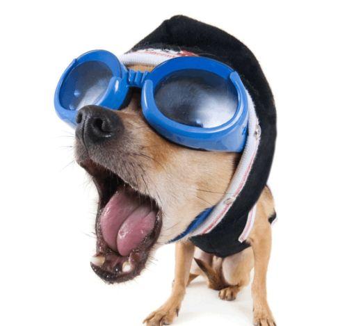 国外搞笑狗仔图,国外搞笑狗仔图集锦