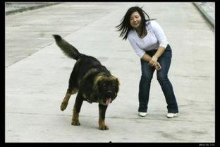 女主播狗狗情未了,女主播的甜蜜邂逅与成长之旅