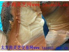 肉灵芝图片,大自然的神奇馈赠